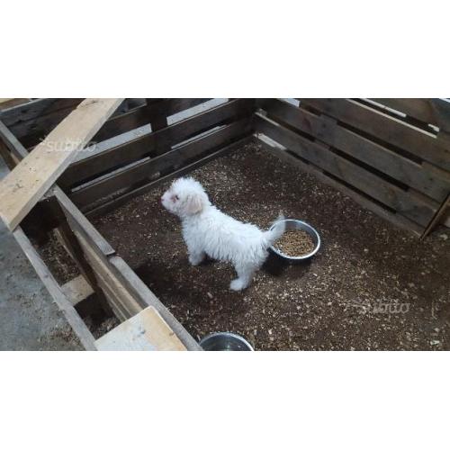 Lagotto Romagnolo