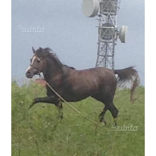 Cavallo arabo