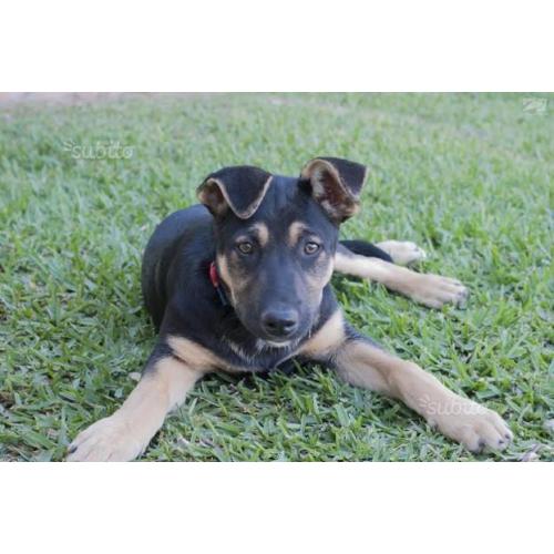 Cuccioli 4 mesi mix pastore tedesco. Adozione