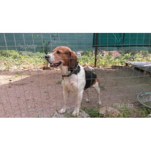 Regalo Beagle