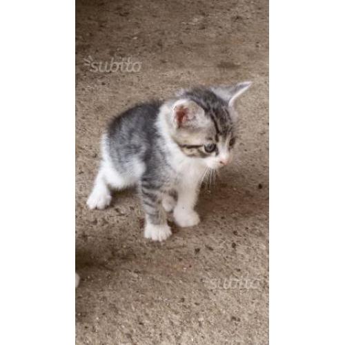 Gatti regalo