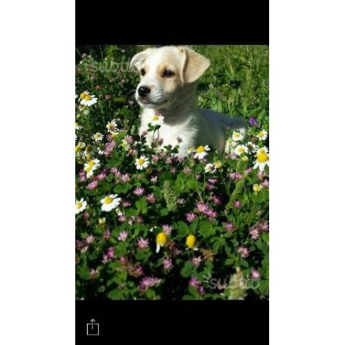 Tobia in adozione
