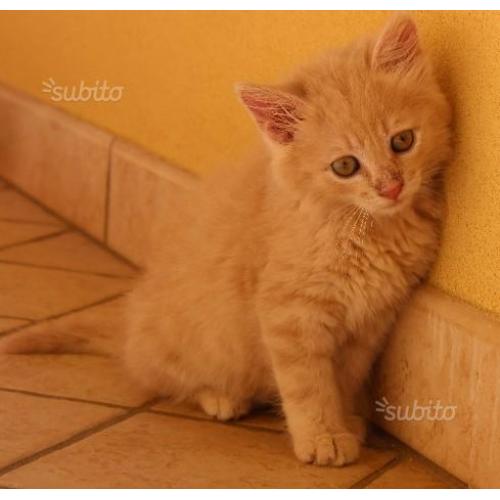 Dolce gattina