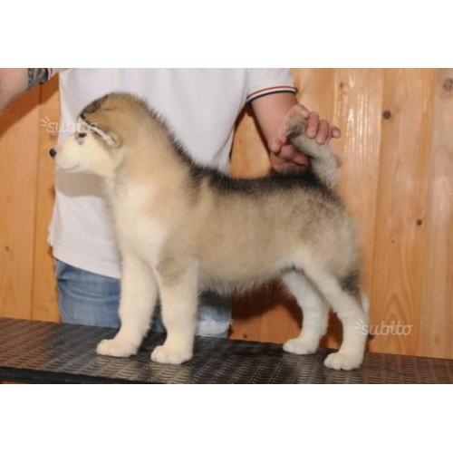 Cuccioli di alaskan malamute