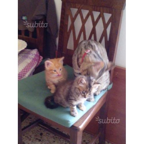 Stupendi gattini rossi e grigi