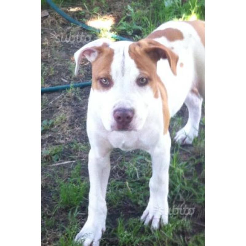 Pit bull ukc