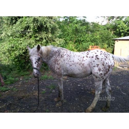 Cavalla appalusa leopard
