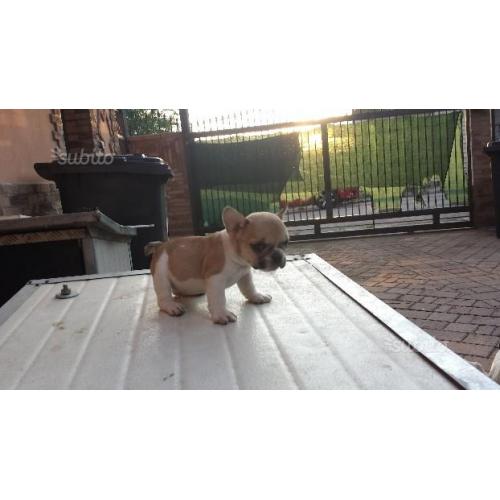 Bulldog francese