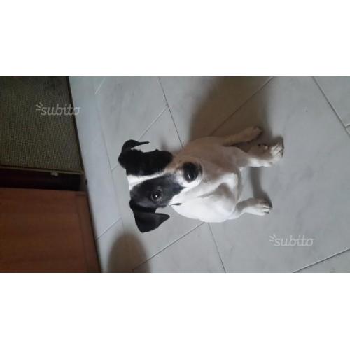 Jak russel terrier
