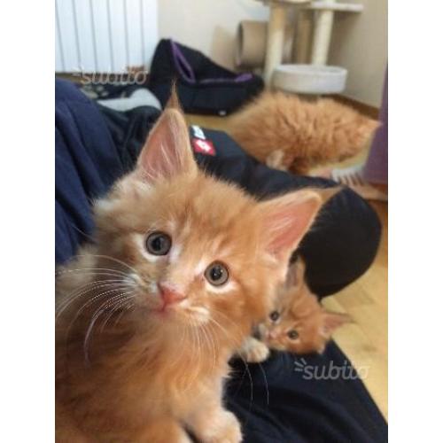 Cuccioli di Maine Coon con pedigree