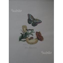 Stock stampe d'arte