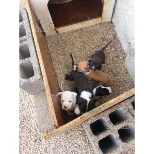 Cuccioli di padre amstaf e madre pitbul svezzati