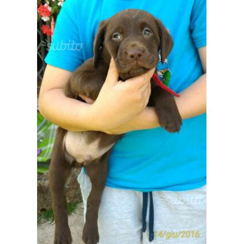 Labrador di 2 mesi vaccinati