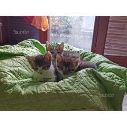 Regalo gattini