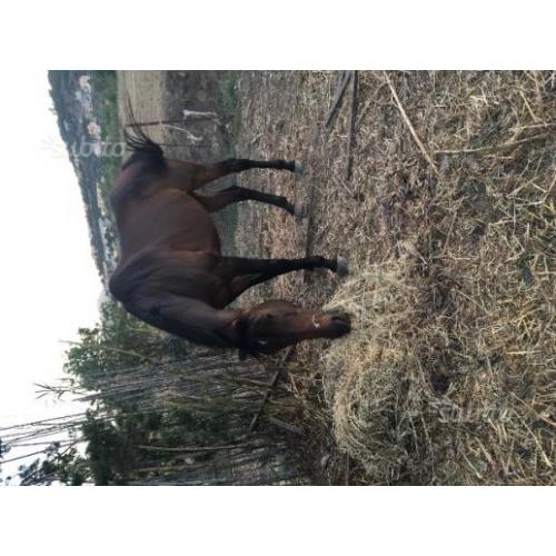 Cavallo psi