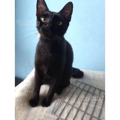 Bagheera in adozione
