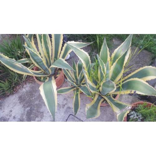 Pianta giardino agave americana striata