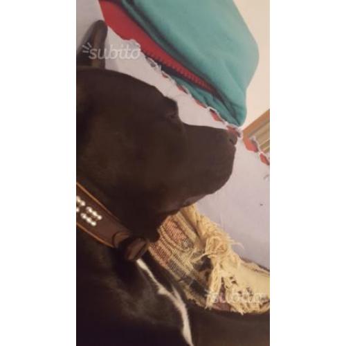 Pitt Bull Nero