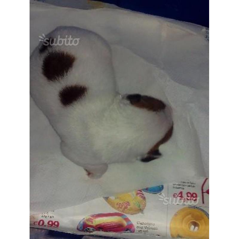 Regalo cucciolo
