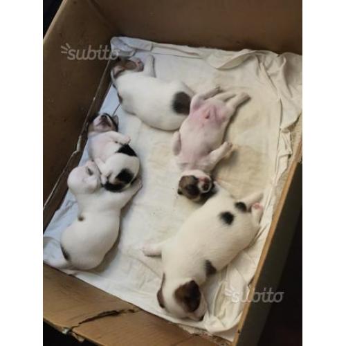 Jack Russel