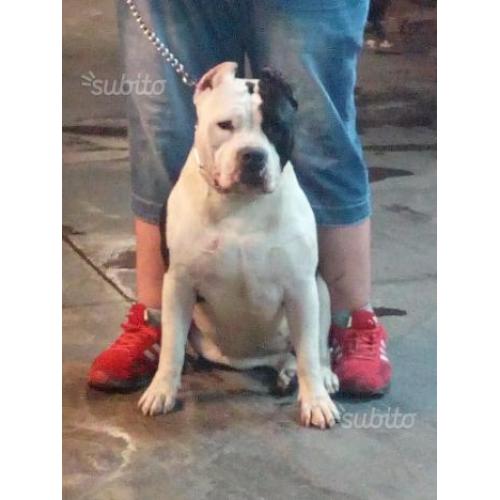 American bully