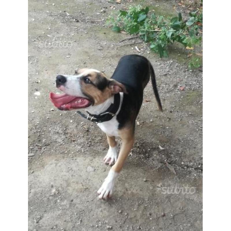 Affido pitbull