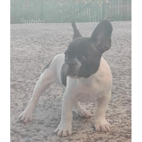 Bulldog francese